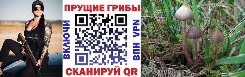Галлюциногенные грибы GOLDEN TEACHER  blacksprut зеркало  Светлогорск 